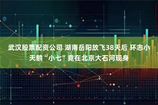 武汉股票配资公司 湖南岳阳放飞38天后 环志小天鹅“小七”竟在北京大石河现身