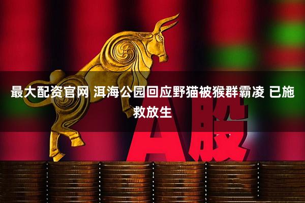 最大配资官网 洱海公园回应野猫被猴群霸凌 已施救放生